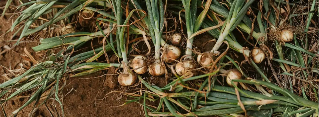 A group of freshly harvested, soil-covered Vidalia onion bulbs laying on dark brown soil.
