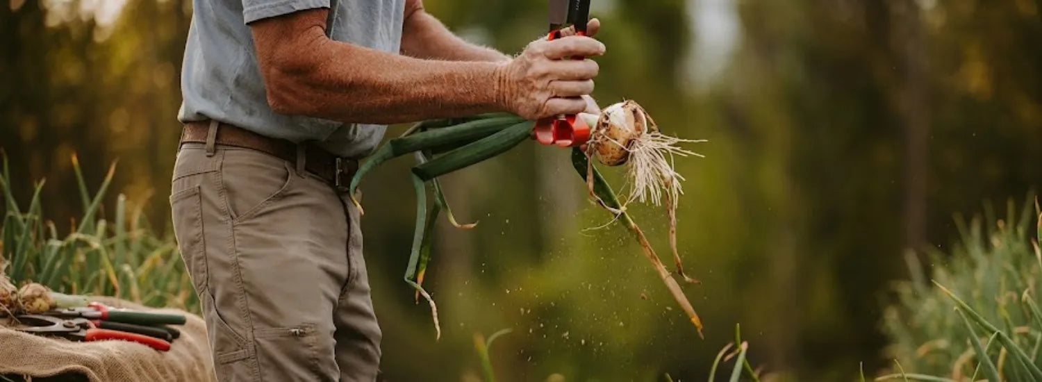A farmer using a hand-tool on a freshly pulled Vidalia onion, with the green stalks and root system still attached.