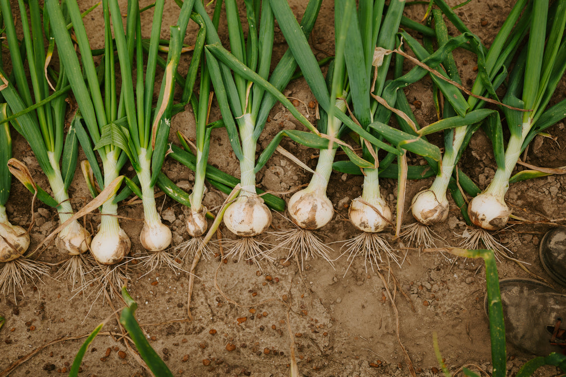 A lineup of recently harvested Vidalia onions laying in a row on the dirt, their pale yellow bulbs contrasted by the lively green stalks growing from their tops.