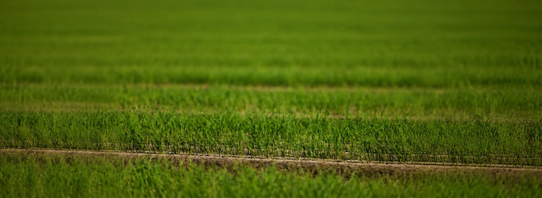A low shot of a green field of onions, where the verdant stalks of the bulbs are visible shooting through the soil in rows.
