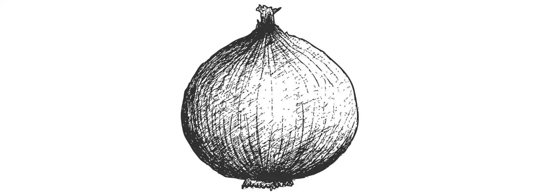  A handmade black-and-white drawing of an onion in old-fashioned style.