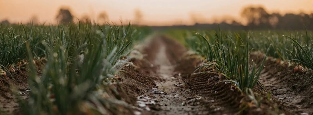 A loamy brown tire divot revealing the soil of an onion field, flanked on either side by dew-covered Vidalia onion stalks.
