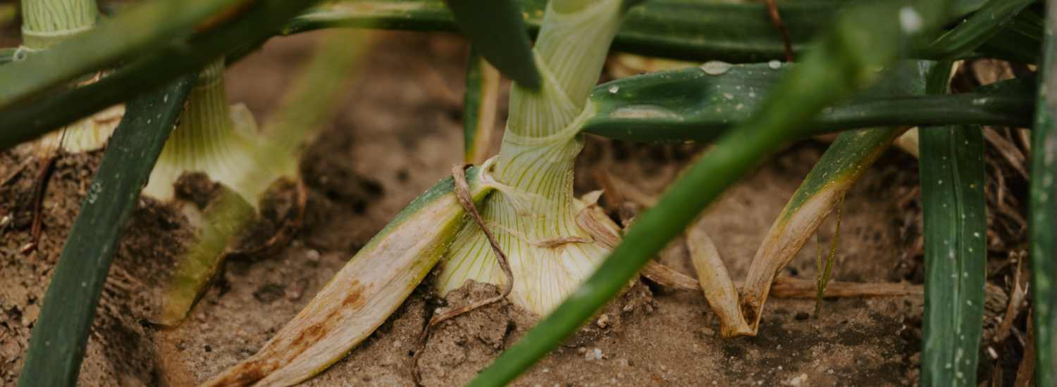 The upper half of a Vidalia onion bulb growing out of rich, wet, brown soil, surrounded by the tangled green sprouts of other onions growing next to it.