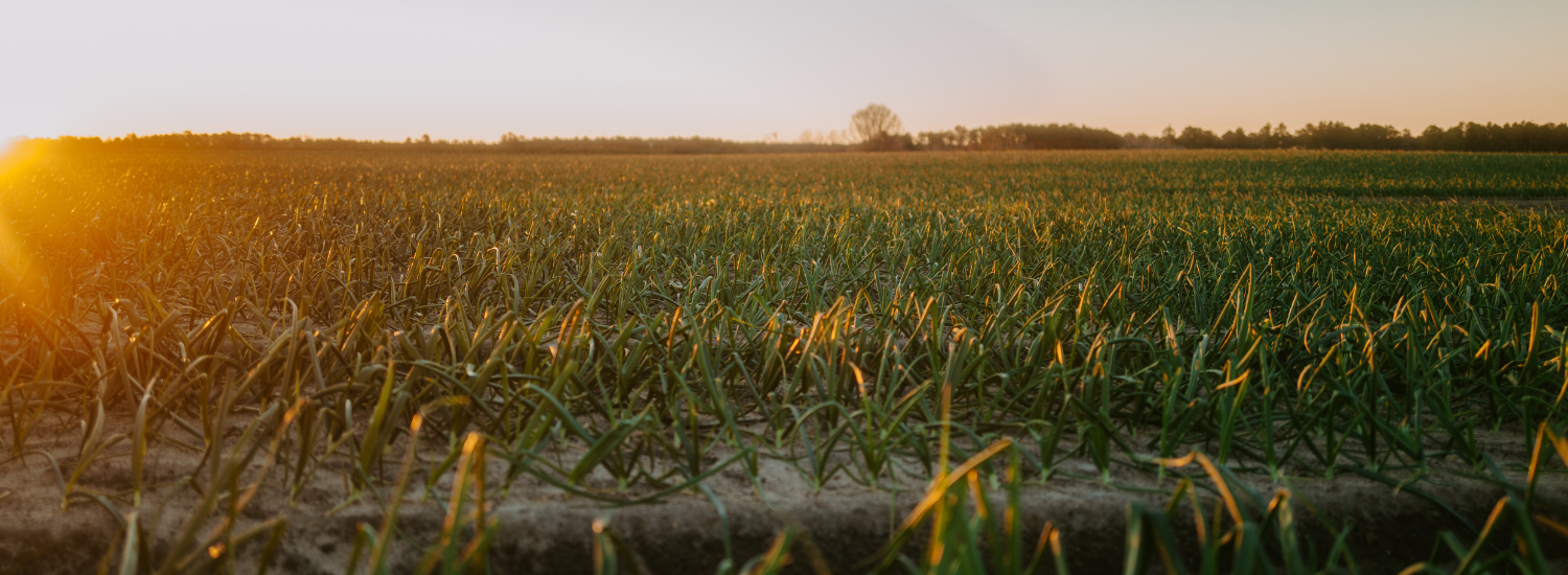 The sun setting over a field of green stalks of unharvested produce, specifically Vidalia onions near their harvest season.