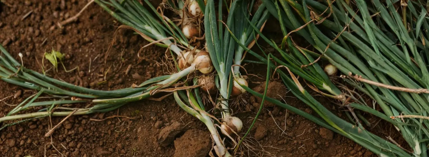 Freshly harvested Vidalia onions on top of deep brown, fresh, loamy soil.