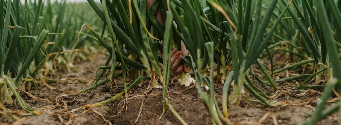 A hand uprooting a Vidalia onion from the soil by yanking it at the base of its leafy green stem.