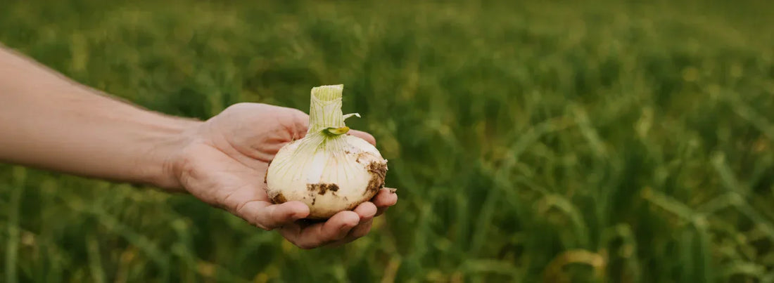 A hand holding a freshly harvested Vidalia onion with the stalk and roots cut off, an da bit of dirt still clinging to the outside.