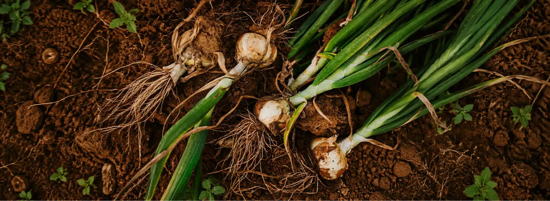 Freshly harvested Vidalia onions laying in the dirt, with their roots and green stalks still attached.