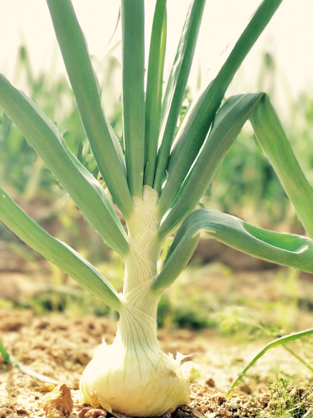Vidalia Onion Transplant Bundles