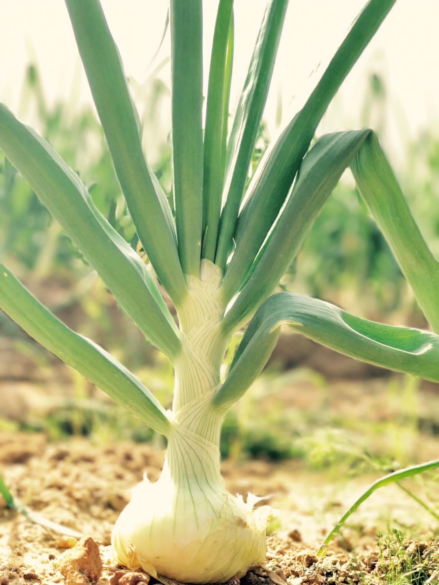 Vidalia Onion Transplant Bundles