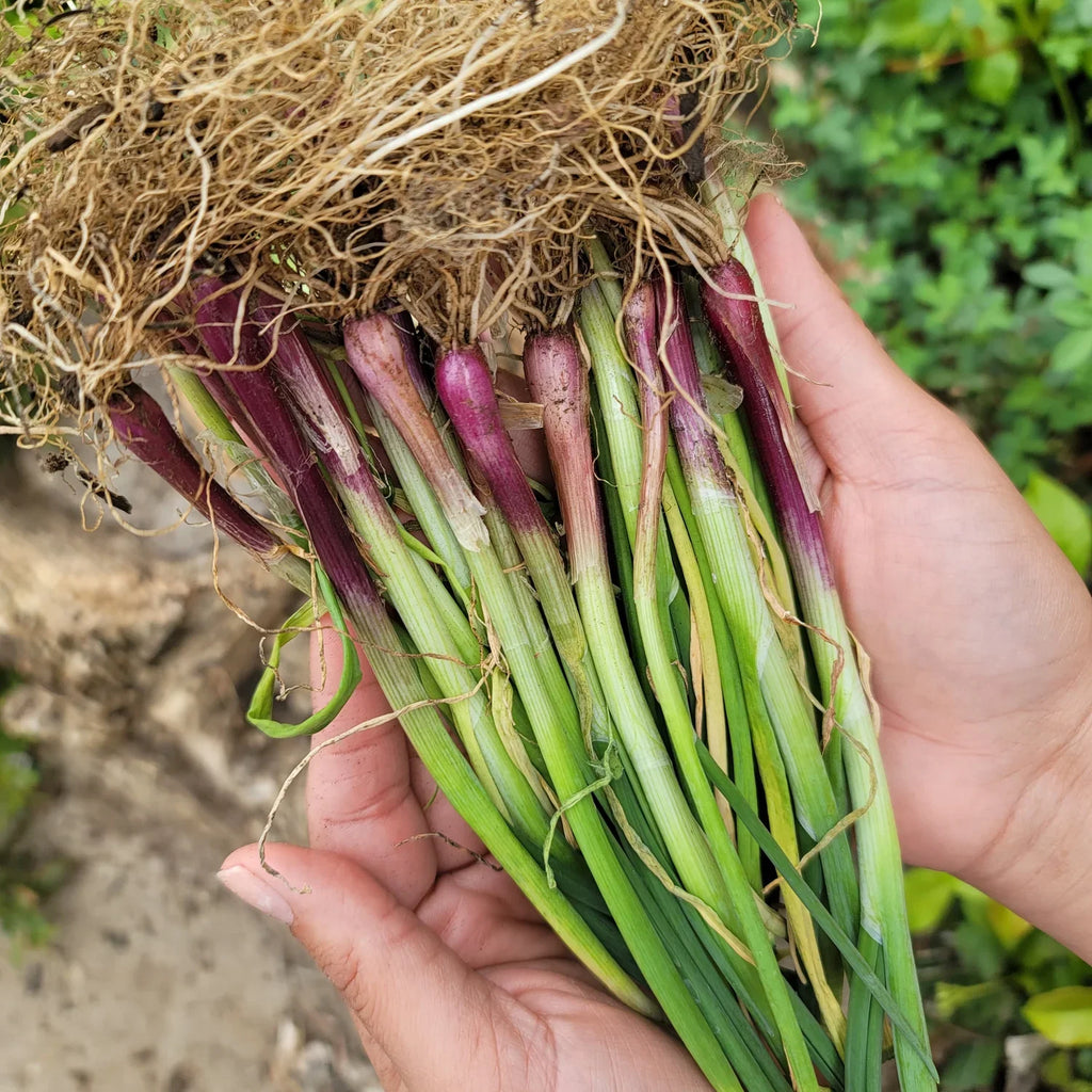 Sweet Onion Transplant Bundles