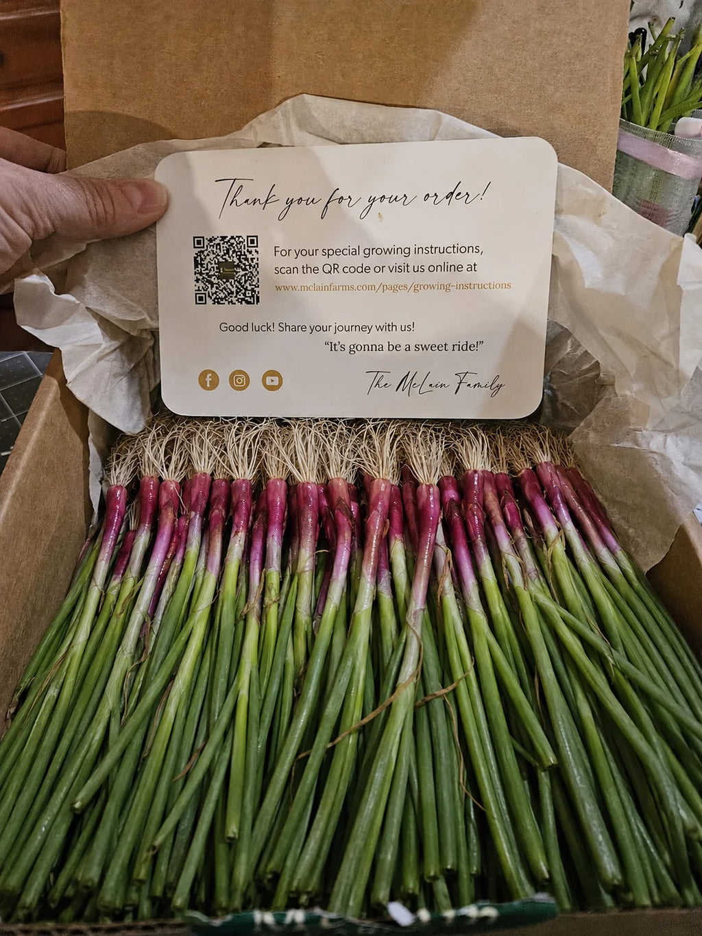 Sweet Onion Transplant Bundles