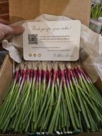 Sweet Onion Transplant Bundles