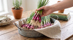 Sweet Onion Transplant Bundles