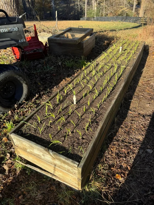 Sweet Onion Transplant Bundles