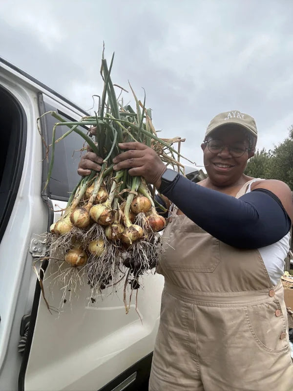 Sweet Onion Transplant Bundles