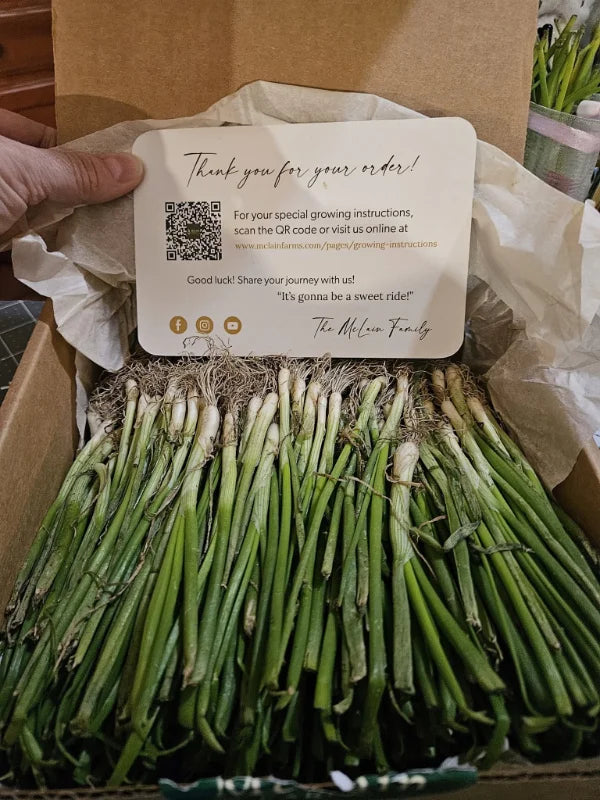 Sweet Onion Transplant Bundles