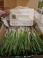 Sweet Onion Transplant Bundles