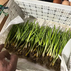 Sweet Onion Transplant Bundles