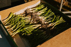 Sweet Onion Transplant Bundles