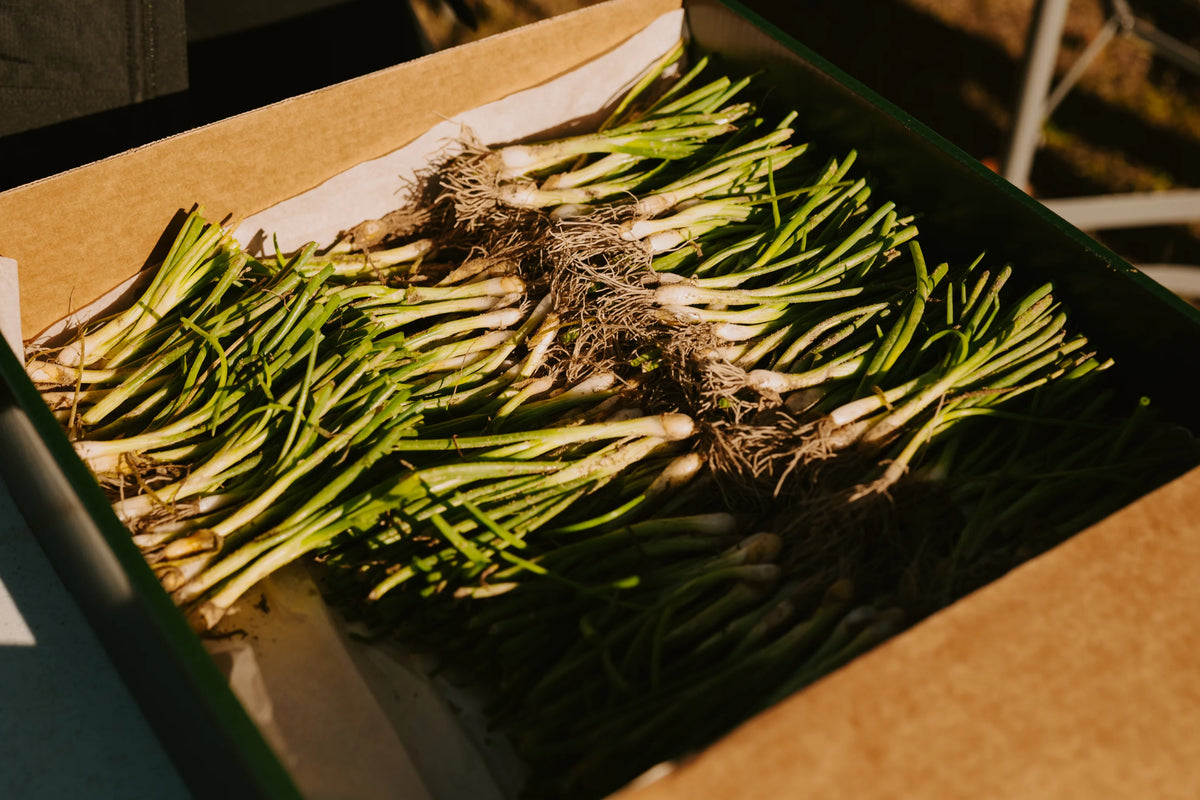 Sweet Onion Transplant Bundles